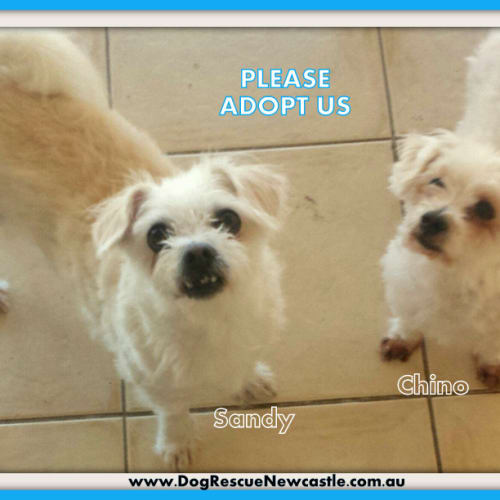 Sandy and Chino (On Trial 22/11/14)~ Maltese pair