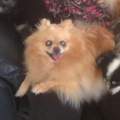 Tinkerbelle
