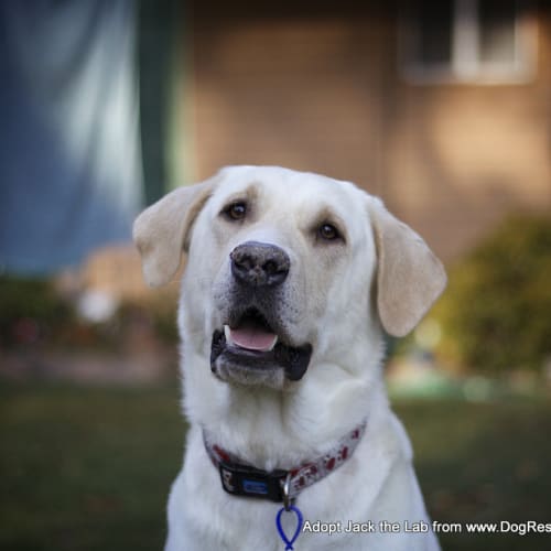 Jack the Labrador (On Trial 18/10/14)