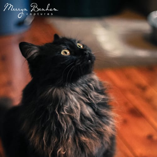 "Topaz" - Purrfect Match