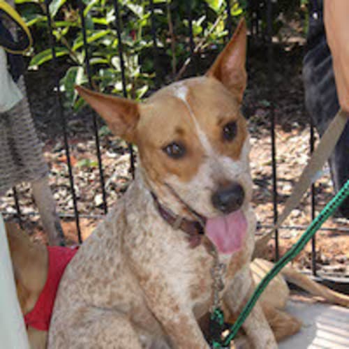 Sandy (Be D19206)