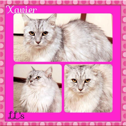 Xavier
