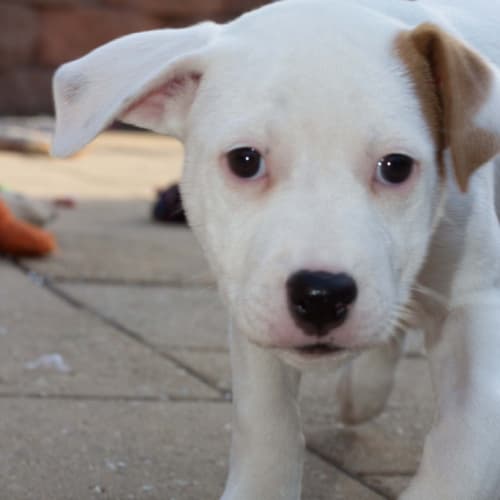 Puppy Pinto (On Trial 14/10/14) ~ Lab x Bull Arab