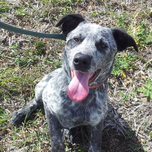 Ralph (adoption pending)