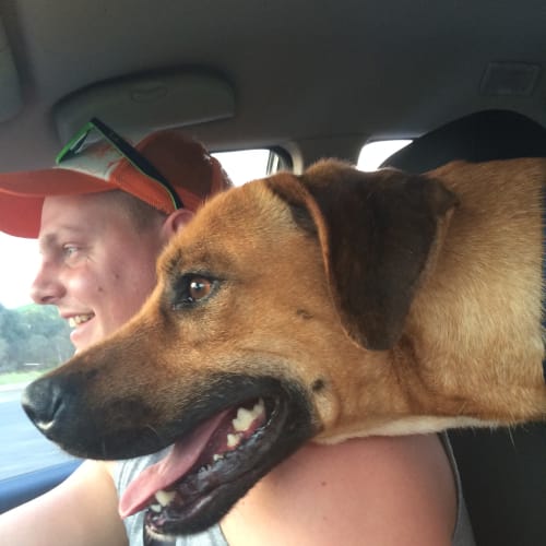 Dodge - Your new best mate!