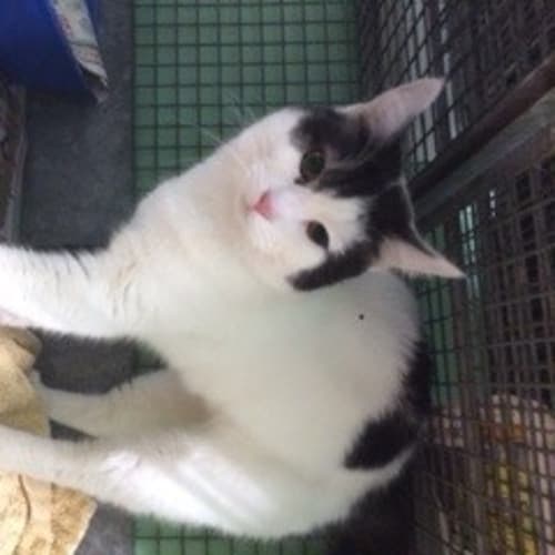 Tommy *dog and cat friendly*