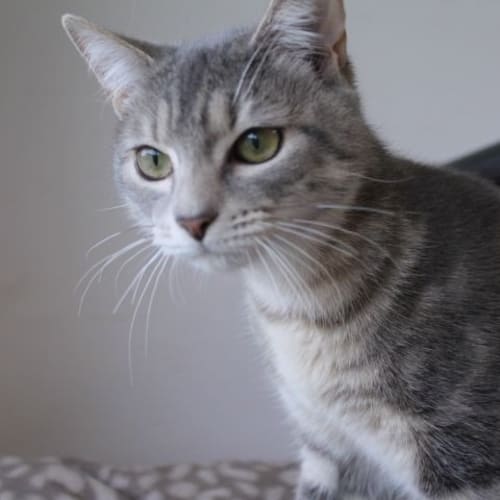 Patsie