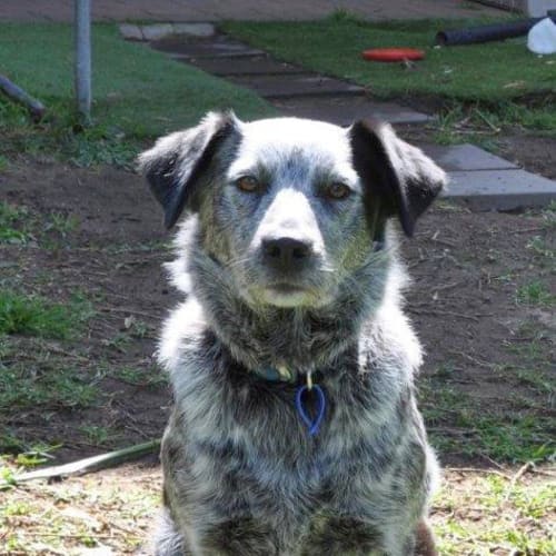 Rosie (On Trial 5/11/14)~ bc x cattle dog