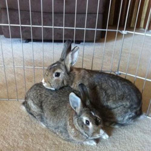 Bonnie & Buffy