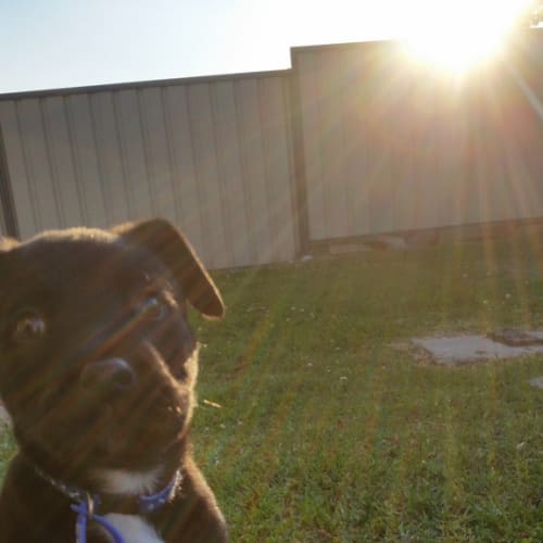 Luka (On Trial 9/10/14)~ Staffy x puppy