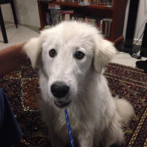 Nanook 
