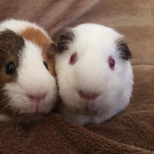Benson and Gemma