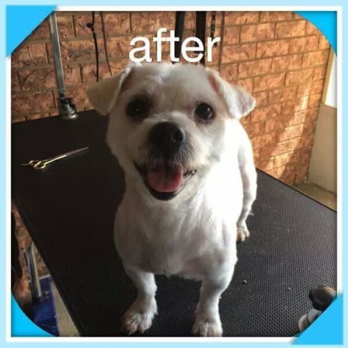 Albert! great with cats adoption or foster carer