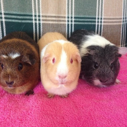 Daisy, Caramella and Millie