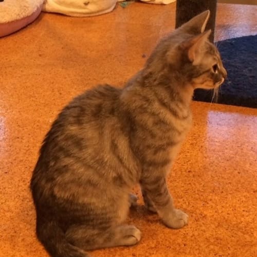 "Becky" Purrfect Match