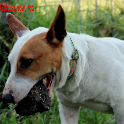 Hero ~ Mini Bully Cross ~ On Trial 29/11/14