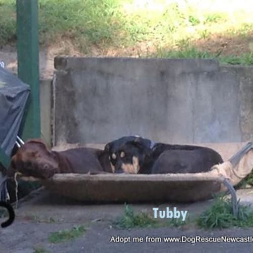 Tubby (On Trial 2/11/14)~ Great with kids