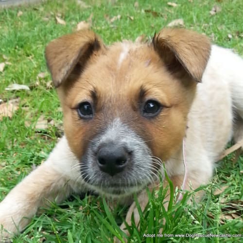 Jewel (On Trial 16/11/14)~ red cattle dog puppy