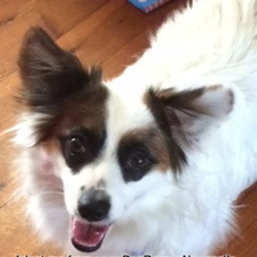 Bandit (On Trial 19/10/14)~ Papillon xMaltese xPom