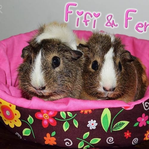 Fifi and Fern