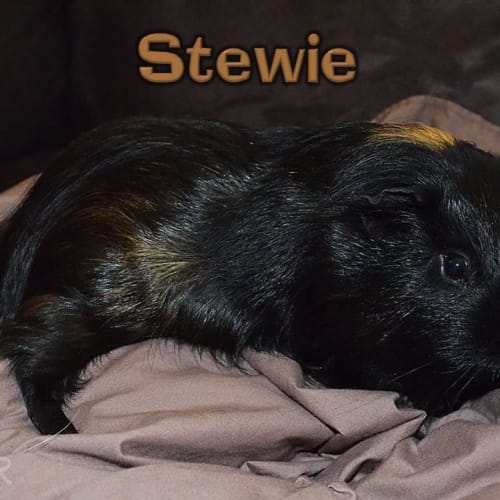 Stewie