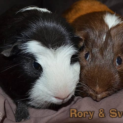 Rory and Sven