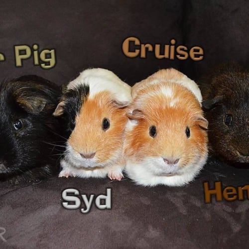 Mr Pig, Sid, Cruise and Henry