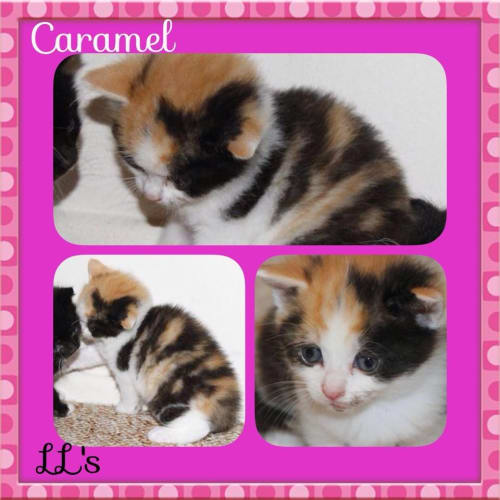 Caramel
