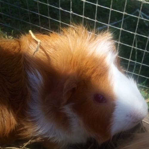 Ralph