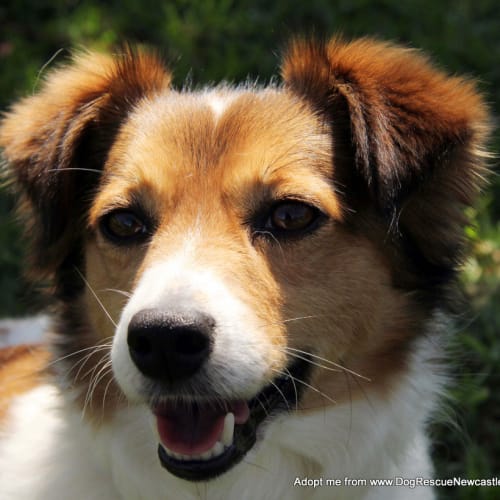 Trigger (On Trial 17/10/14~ Jack Russell x Maltese