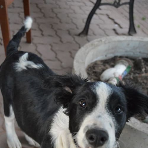 Toby