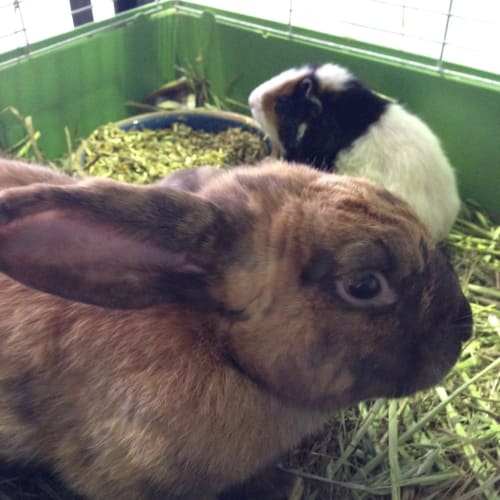Brown Rabbit
