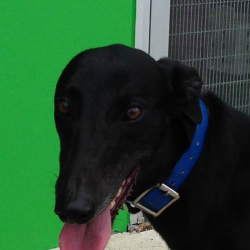 Charlie claws n paws rescue 