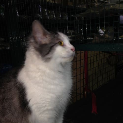 Maya Claws n Paws Rescue