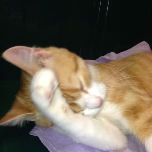 Benson Claws n Paws Rescue