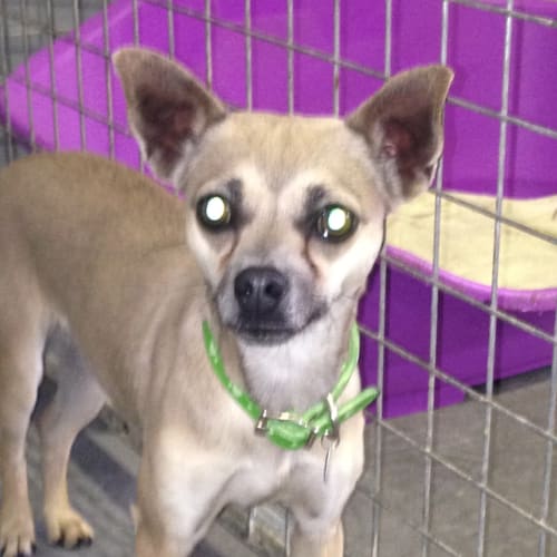 Gracie Claws n Paws Rescue