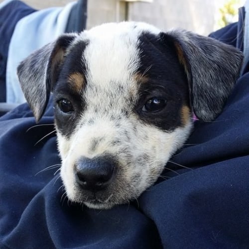 Spotty