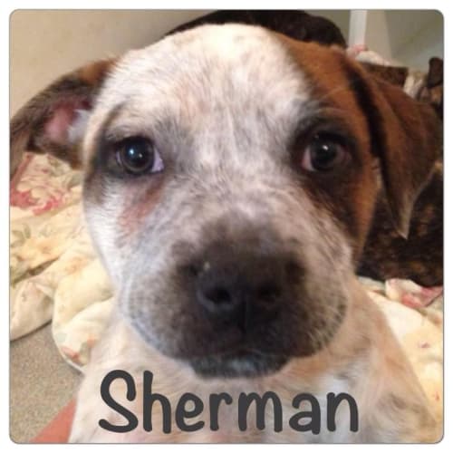Sherman