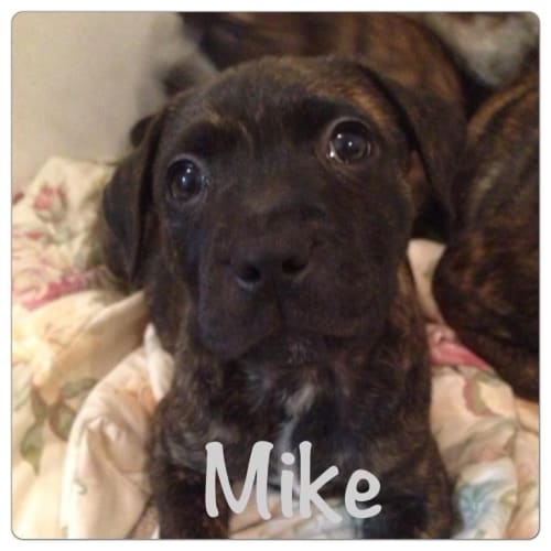 Mike
