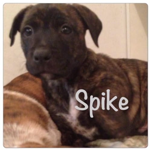 Spike