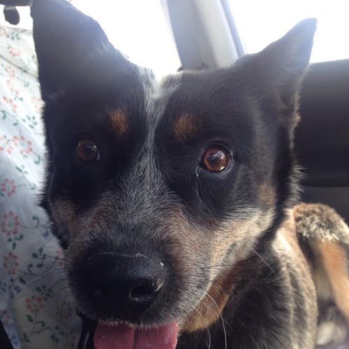 Max