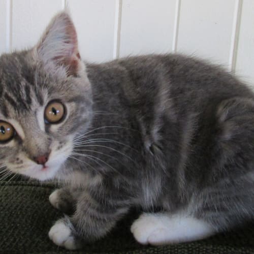 Dot ** Adoption Day**