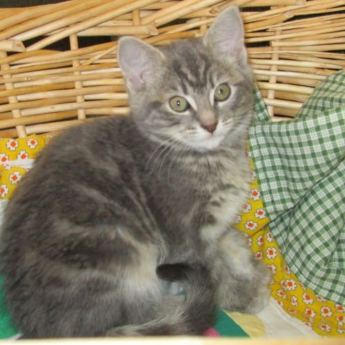 Jillie ** Adoption Day**