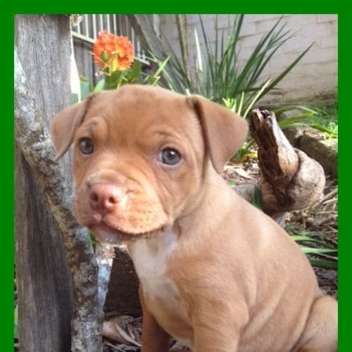 Lily-Arna ~ Rehomed 29/10/14