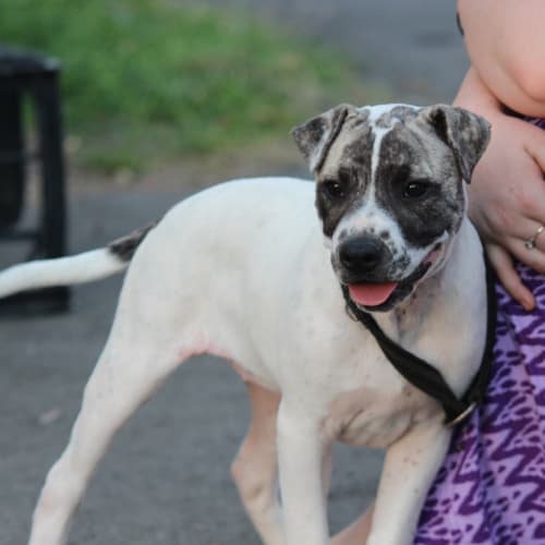 Splash great with cats, dogs, you nameit!!