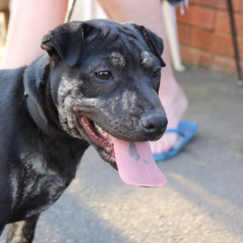 Trinity! puppy great with cats dogs u name it!!