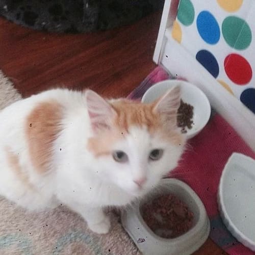 "Sir William" Purrfect Match