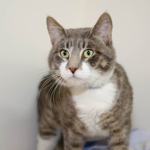Tom