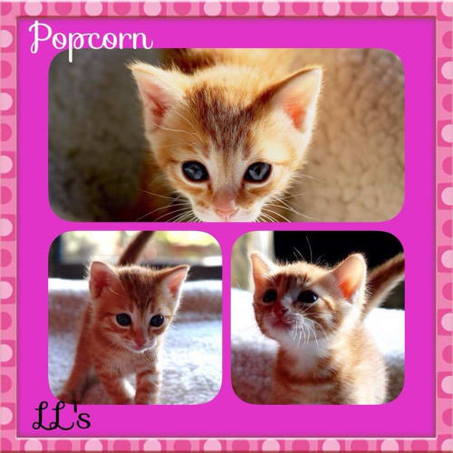 Popcorn
