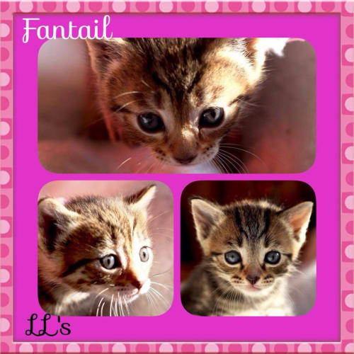 Fantail 